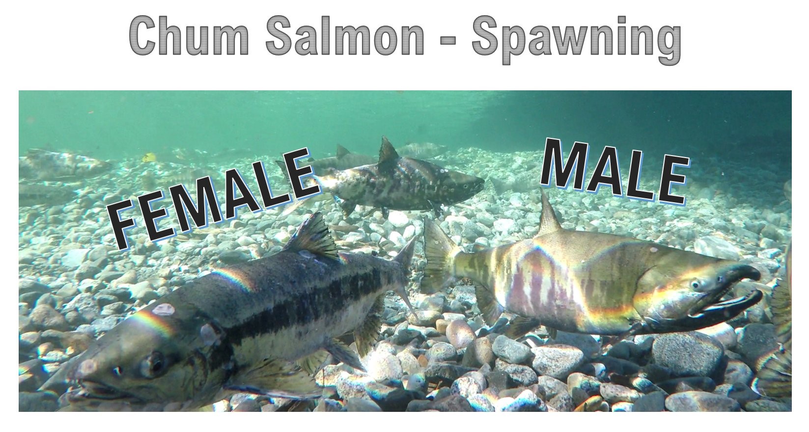 Chum Salmon